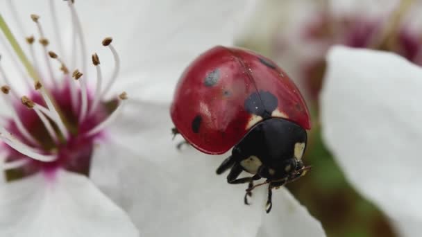 Escarabajo Dama Cuelga Borde Pétalo Una Flor Primavera Flor Árbol — Vídeo de stock