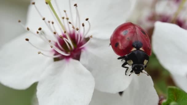 美しい白い春の花の花弁の端には甲虫がぶら下がっています — ストック動画