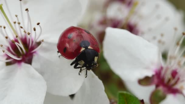 Lady Beetle Hangs Edge Petal Blooming Spring Flower Tree Close — Stock Video