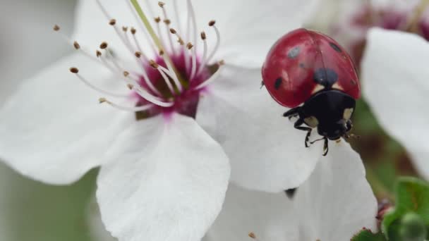 Lieveheersbeestje Hangt Aan Rand Van Een Bloemblaadje Van Een Bloeiende — Stockvideo