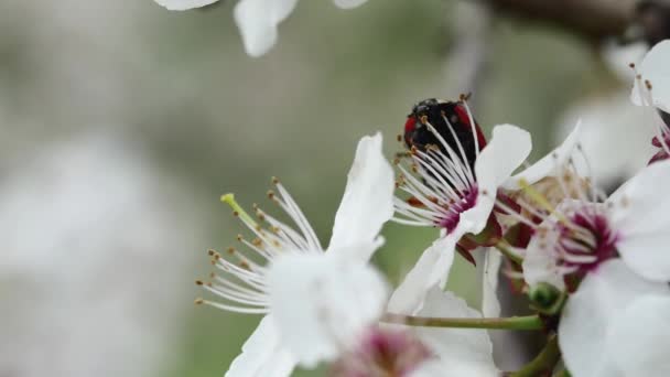 Ladybug Climbing Stamens Blooming Flower Branch — Stock Video
