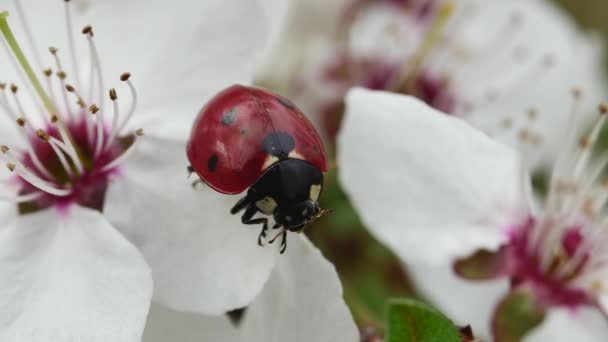 Lady Beetle Hangs Edge Petal Blooming Spring Flower Tree — Stock Video