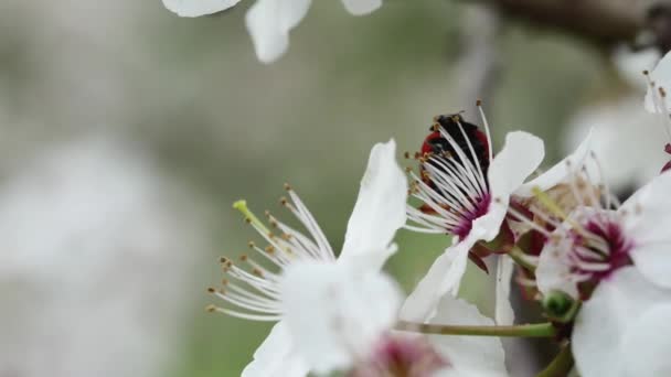 Mariquita Coccinellidae Trepando Los Estambres Una Flor Flor Una Rama — Vídeo de stock