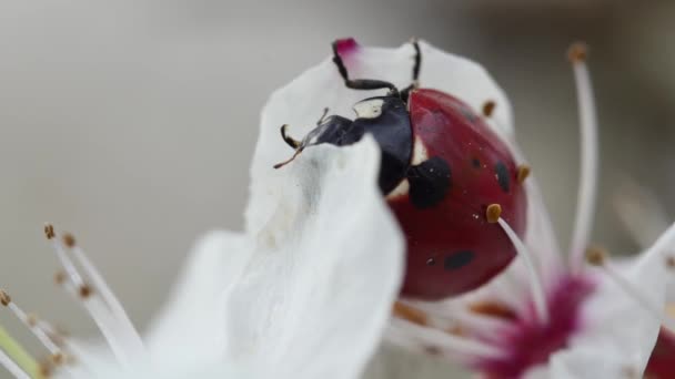Lady Cow Cleans Her Paws While Hanging Petal Blooming White — Stock Video