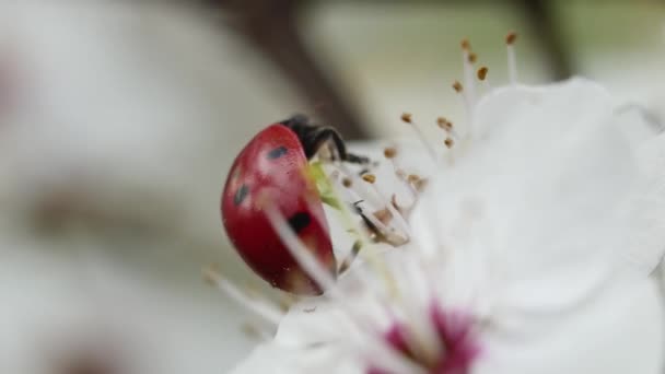 Lady Cow Climbs Stamens Blooming White Spring Flower Rear View — Stock Video