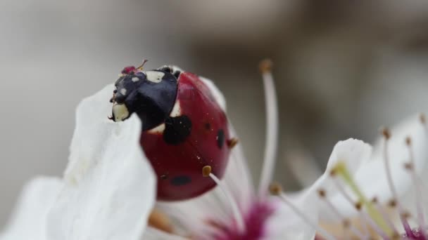 母牛挂在一朵盛开的春花花瓣上 后视镜 — 图库视频影像
