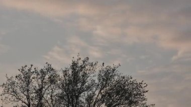 Sabah bulutlarının bir ağacın üzerindeki hareketlerinin zamanı..