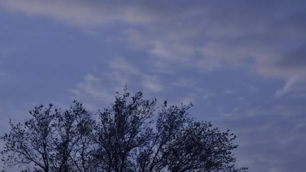 Zeitraffer Der Bewegung Der Morgendlichen Weißen Wolken Über Einem Baum — Stockvideo