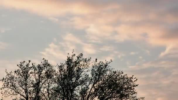 Timelapse Ruchu Ranka Piękne Chmury Nad Wiosennym Drzewem — Wideo stockowe