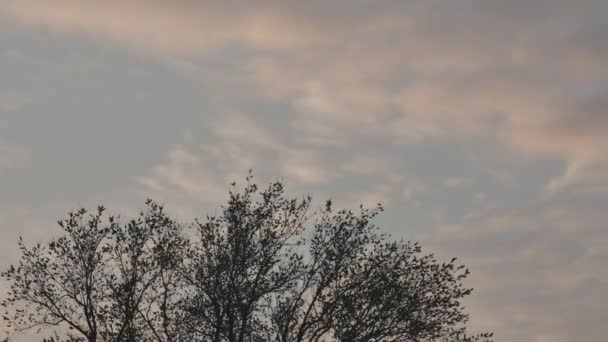Zeitraffer Der Bewegung Der Morgenwolken Über Einem Frühlingsbaum — Stockvideo