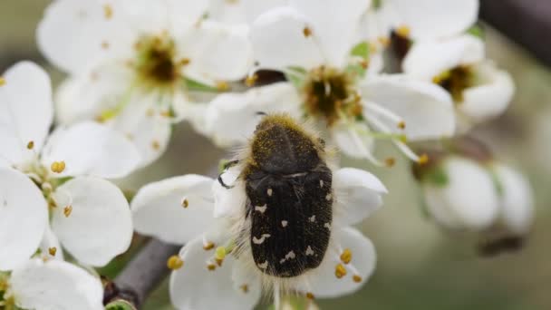 Schädlingskäfer Tropinota Hirta Ernährt Sich Von Einer Frühlingsblühenden Blume Auf — Stockvideo