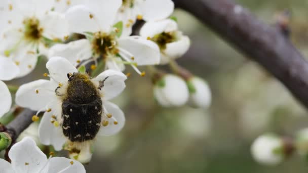 Skalbagge Tropinota Hirta Pollen Blommande Blomma Gren — Stockvideo