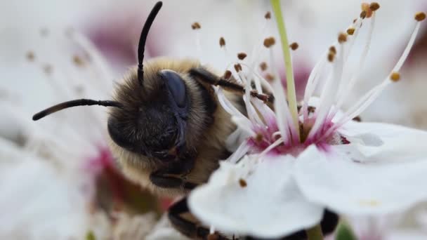 Макропортрет Медової Бджоли Квітучій Квітці — стокове відео