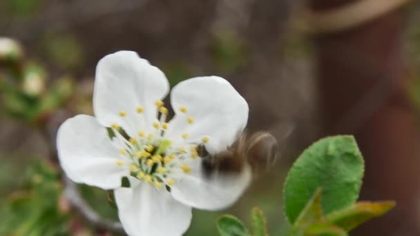 Ανθισμένο Λευκό Λουλούδι Ένα Κλαδί Και Μια Μέλισσα — Αρχείο Βίντεο