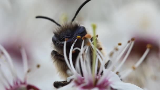 Egy Méhecske Portréja Egy Virágzó Fehér Gyümölcsfán Közelkép — Stock videók