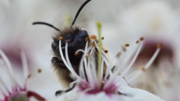 Πορτρέτο Μέλισσας Ανθισμένο Λουλούδι Οπωροφόρου Δένδρου — Αρχείο Βίντεο