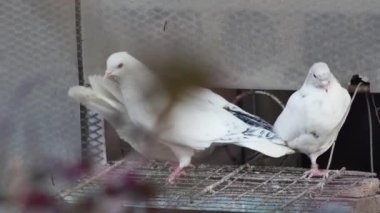 Ev yapımı güvercinlerin girişinde güvercinler var..