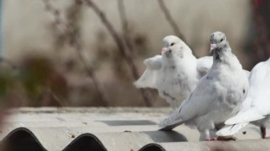 Güvercinler güvercinlerin çatıda dinleniyor..