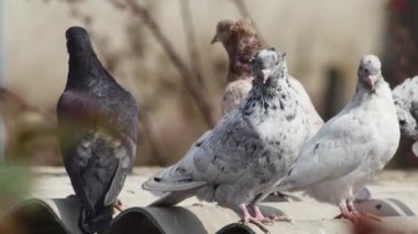  çok renkli güvercinler çatıda dinleniyor..