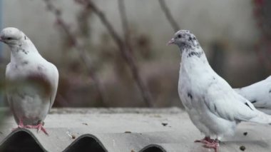  Güvercinin çatısında dinlenen genç yerli paten güvercinleri..