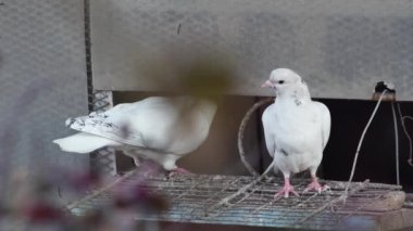  Güvercinin girişinde iki genç güvercin.