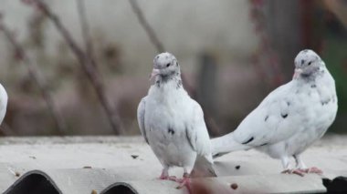 Genç güvercinler çatıda dinleniyor..