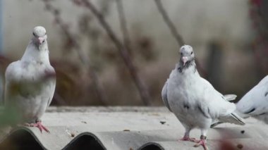 Genç patenci güvercinler güvercinin çatısında dinleniyor..