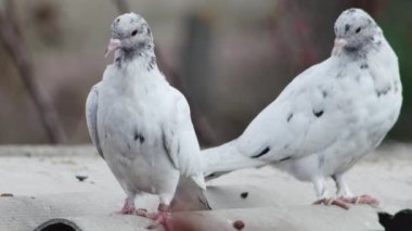 Güvercinin çatısında dinlenen genç patenci güvercinler, yakın plan