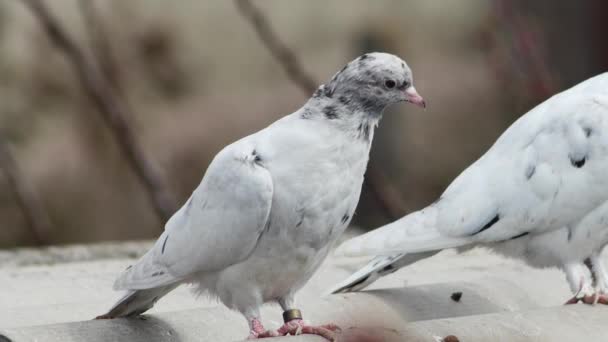 Young Marble Colored Dove Resting Roof Close — Stock Video