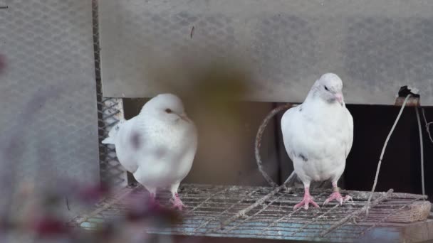 Młody Gołąb Przy Wejściu Gołębia Wypędza Starego Gołębia — Wideo stockowe