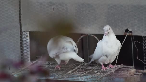 Pigeons Domestiques Pur Sang Entrée Pigeonnier Fait Maison — Video