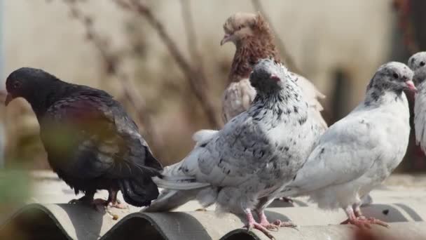 Pigeons Rouleaux Domestiques Relaxant Sur Toit — Video