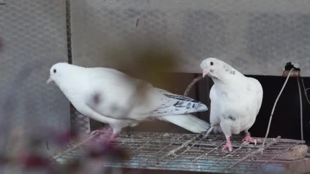 Gołębie Czystej Krwi Przy Wejściu Domowej Roboty Gołębie — Wideo stockowe