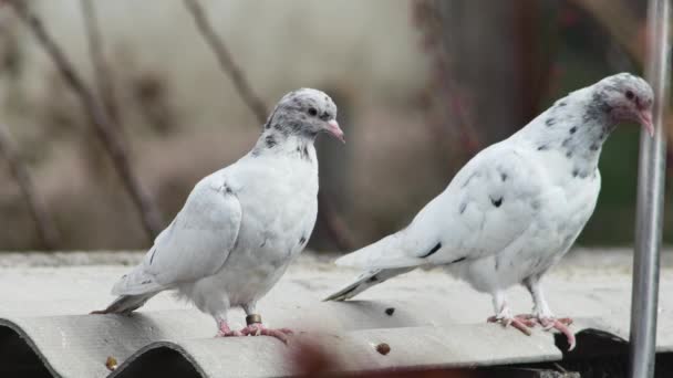 Pur Sang Marbré Jeunes Pigeons Gros Plan — Video