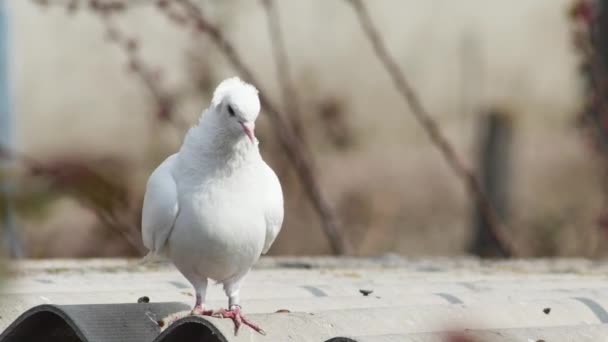 Porumbel Alb Porumbel Marmură Tânăr Acoperișul Dovecote Aproape — Videoclip de stoc
