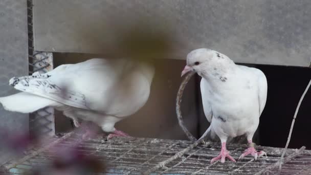 Deux Jeunes Pigeons Entrée Pigeonnier Gros Plan — Video