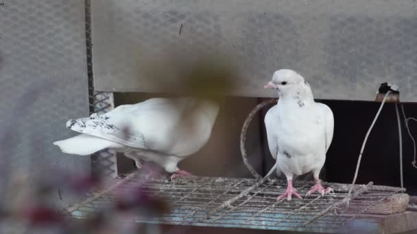 Deux Jeunes Pigeons Entrée Pigeonnier — Video