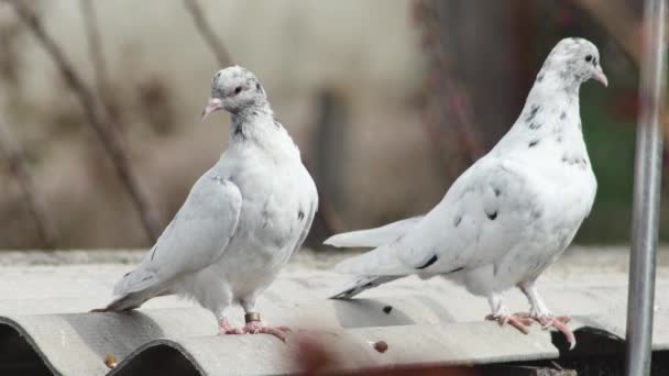 Jeunes Pigeons Drôles Rouleau Marbre Couleur Repos Sur Toit — Video