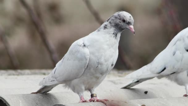 Jeune Pigeon Couleur Marbre Reposant Sur Toit Pigeonnier Gros Plan — Video