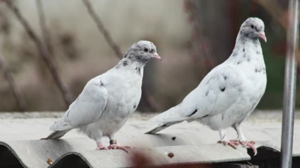 Jeunes Pigeons Rouleaux Couleur Marbre Reposent Sur Toit — Video