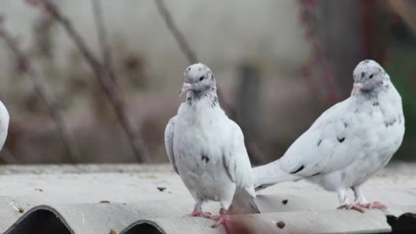 Jeunes Pigeons Galets Relaxant Sur Toit — Video