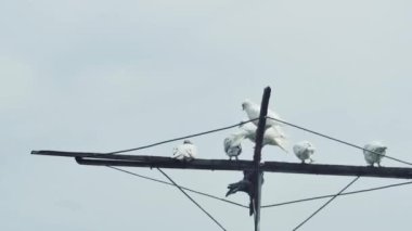  Mavi gökyüzüne karşı güvercin anteninde dinlenen renkli güvercinlerin zamanı..