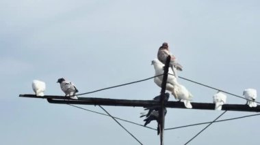 Mavi gökyüzüne karşı antende dinlenen çok renkli tekerlekli güvercinler..