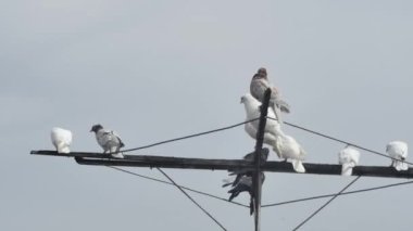 Gökyüzüne karşı antenin üzerindeki renkli güvercinlerin zamanı..
