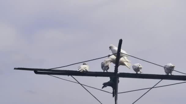 五彩斑斓的云霄飞鸽在美丽的天空中栖息在鸽子天线上的时间 — 图库视频影像