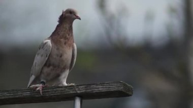 beyaz ve altın patenli güvercin ahşap bir kavşakta.