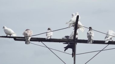  Çok renkli paten güvercinleri sallanan bir antenin üzerinde dinleniyor..