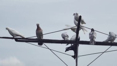 Çok renkli tekerlekli güvercinler gökyüzüne karşı sallanan bir antenin üzerinde dinleniyorlar.