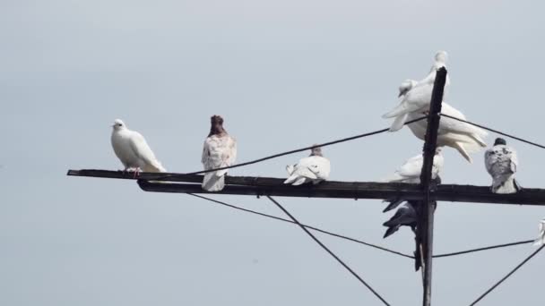 Pombos Rolo Coloridos Estão Descansando Antena — Vídeo de Stock