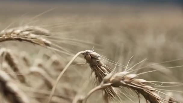 麦穗在田野里被风吹得摇曳 近在咫尺 — 图库视频影像
